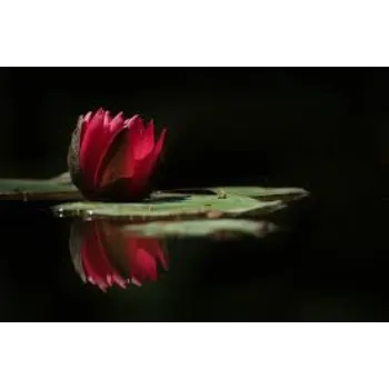 7-lotus plant-1766295-36322.webp